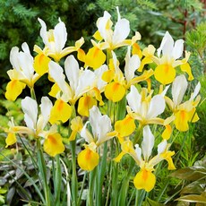 [큐가든] 아이리스 구근 아폴로 5개 유럽직수입 더치 특선 세트 꽃창포 독일 붓꽃