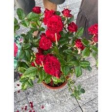 霏霏園藝 永恆紅玫瑰盆栽, 1個