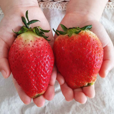 [천상의 맛 시리즈] 복숭아향 명품 프리미엄 킹스베리 대왕딸기, 1개, 왕특 대과 500g (45~59g)