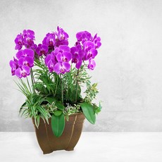 핑크 호접란MTFF030, 서울특별시／광역시／경기도, 베이직, 필요없음