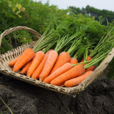 [2년연속당근판매1위]2대농부 제주 구좌당근 달큰한 제주당근, 1박스, 5kg 쥬스용