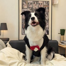 틴다샵 강아지화동 결혼식 애견 화동드레스 화견 촬영, 1개, 블랙 베스트와 와인레드 보타이