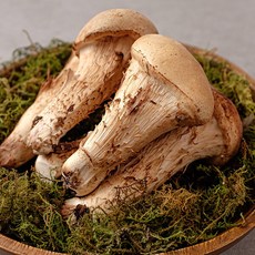 [자연맛남] [현무암버섯] 철원 참송이 버섯 1kg 못난이, 1개