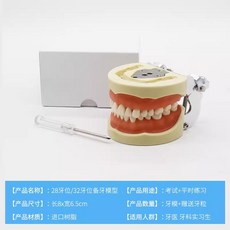 치열 교정 치아모형 치과 구강 모델 덴티폼 금속 교정기 구조, 전체 입 28개 치아 탈착식