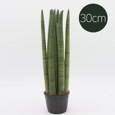 그린데이 스투키 본셀 30cm(7촉이상) 공기정화 식물 선인장 다육 식물, 1개, 스투키30cm(7촉이상)