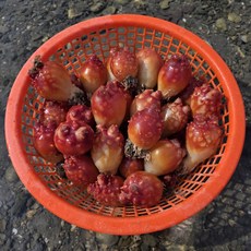 산지직송 통영 멍게 당일수확, 1박스, 특품 1kg(5-9미)