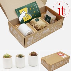 다육이 식물 키우기 키트 다육식물 재배 키우기 선물, 춘맹, 1개