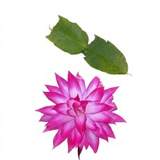 수입게발 061 커팅 화려한 꽃 게발선인장 공기정화식물, 1개, 단일