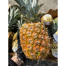 하이쉘 돌 (Dole) 스위티오 골드 파인애플, 1개, 1수 (1.2kg-1.4kg 내외)