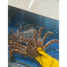 미소씨푸드 러시아 자숙 킹크랩 0.5kg당