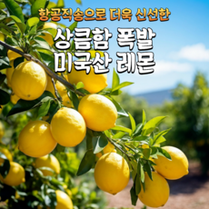 [항공 특송] 미국산 레몬 상큼함 가득 중대과, 1박스, 5알
