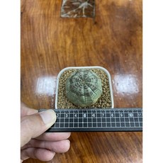 MC多肉園 嚴選布紋球公球 多肉植物盆栽裝飾 圓潤飽滿 質感布紋設計, 1個, 1