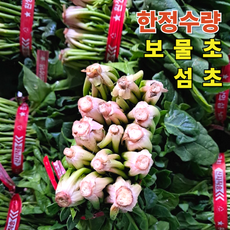 당일수확 명품 섬초 보물초 남해시금치, 1박스, 500g