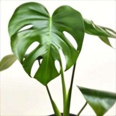 몬스테라 델리시오사 소형 (찢잎아님)20~40cm 49, 1개
