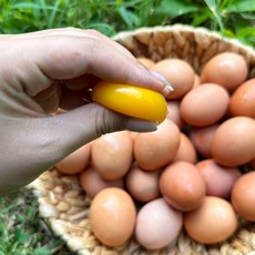 싱싱햇 난각번호1번 특대 유정란 방사 방목 계란 달걀, 특대 60g내외, 1박스, 20구