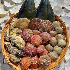 국내산 캠핑용 제철모둠조개 조개구이세트, 커플세트(2.5kg) x 1박스