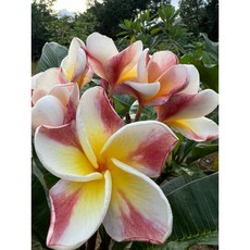 【花痴植人】即將上市 自家新品種 植人2402號 雞蛋花, 35公分左右無根枝條