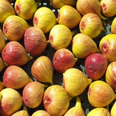 유쎌쇼핑몰 무화과 말랭이 100g 전남무화과 무농약국산무화과