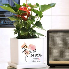 화분이야기 꽃보다 맞춤문구 중형화분 승진 개업 집들이 축하 안시리움