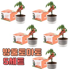 자연애 마이가든 방울토마토 5세트/식물키트 화분 키우기세트