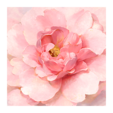 백앤아트 분홍 한송이 피우다 모란꽃 그림 한송이 피우다 인테리어 캔버스 액자 거실 벽걸이, 본홍 모란 캔버스액자