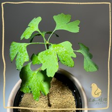 歪皮植物 銀杏 公孫樹 扇形葉 療癒 空氣淨化 新手好養 四季變化 陽台 桌面造景 綠意質感小盆景, 1個