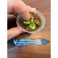 小蔡的木作坊 魚骨 寶石甲蟲, 1個, 寶石甲蟲/魚骨Tc-小尺寸