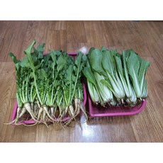 영천 노지 열무 얼갈이 2kg 세트