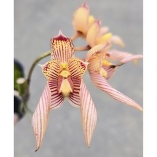 雙色石豆蘭/對比分明/好種/蝴蝶蘭環境/2.5吋山採拆芽株