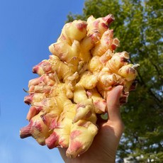 25년 수확 햇 생강 흙생강 최상품, 1박스, 1kg
