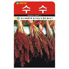 수수 씨앗 20g 찰수수 아람, 2개