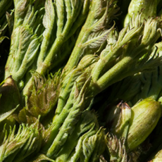 산지직송 심마니의 자연산 진짜 참두릅, 1개, 500g