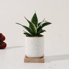 森林有塊田 辦公室植物, 白色, 1個