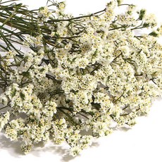 화연양화 프리저브드플라워 시네신스 시넨시스 8색, 01 릴리화이트