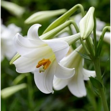 토종 흰백합 구근 다섯구 셋트 정원 베란다 텃밭 한국월동가능, 5개
