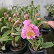 향기로운 꽃과 함께 ~크리스마스 로즈 (카틀레아), 1개