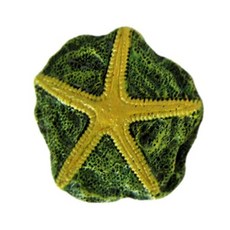 바다생물미니화석발굴 - 불가사리 OF3