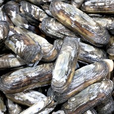 올바른 남해 맛조개 500g(15-22미내외), 1개, 500g