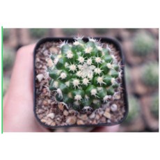 로나가든 라보사 미니선인장 반려식물 키우기 인테리어 선물, 1.플라스틱분