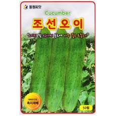 영농사 조선 오이 씨앗 50립 토종 오이씨, 3개