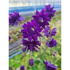 다년초사랑농원 겹 매발톱 블루 (2포트묶음) [노지월동 다년초 다년생 야생화 꽃모종 봄꽃], 2개