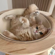 고양이 캣타워 투명볼 스크래쳐 투명 캣볼전용 방석스크래쳐, 1개, 퍼플