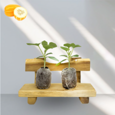 접목 참외모종 / 티움육묘장, 4개