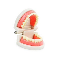 이닦기 양치 모형 치아 이빨모형 교육용 치아모형양치교구