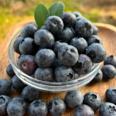 [초이스선별] 큼직한 알갱이로 더 만족스러운 특대 블루베리, 1세트, 16mm 4팩 (팩당 125g)