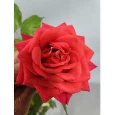 금장미 골드 금 꽃 장미 도금 장미 한송이+홀더, 빨간장미, 1개