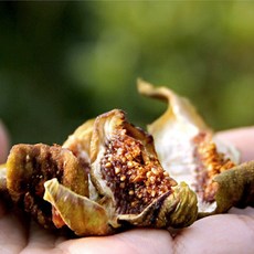 전라도 함평 유기농 무첨가물 무화과 말랭이 # 달콤쫄깃 프리미엄 말린 무화과 건강간식 100g 200g 400g 500g /자연건조 산지직송, 2개, 100g (최상급)