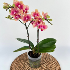 금나비 호접란 (바크증정) 호접난 서양란 서양난 실내난초 꽃 디와이팜, 1개