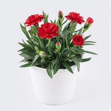 갑조네 향카네이션 어버이날 노지월동 오스카카네이션 향기나는꽃