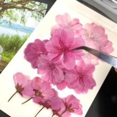 봄 천연 벚꽃 드라이플라워 압화 3종+핀셋 (세트) 말린꽃 스티커 DIY 다꾸 감성 취미 공예, 1개